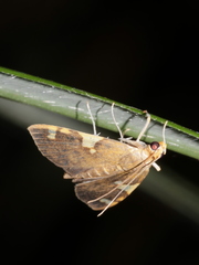 Rehimena phrynealis
