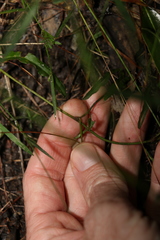 Convolvulus erubescens