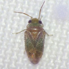 Rhinacloa callicrates