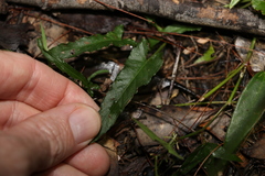 Convolvulus erubescens