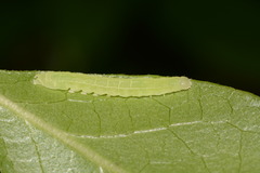 Morrisonia triangula