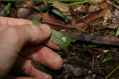 Convolvulus erubescens