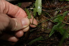 Convolvulus erubescens