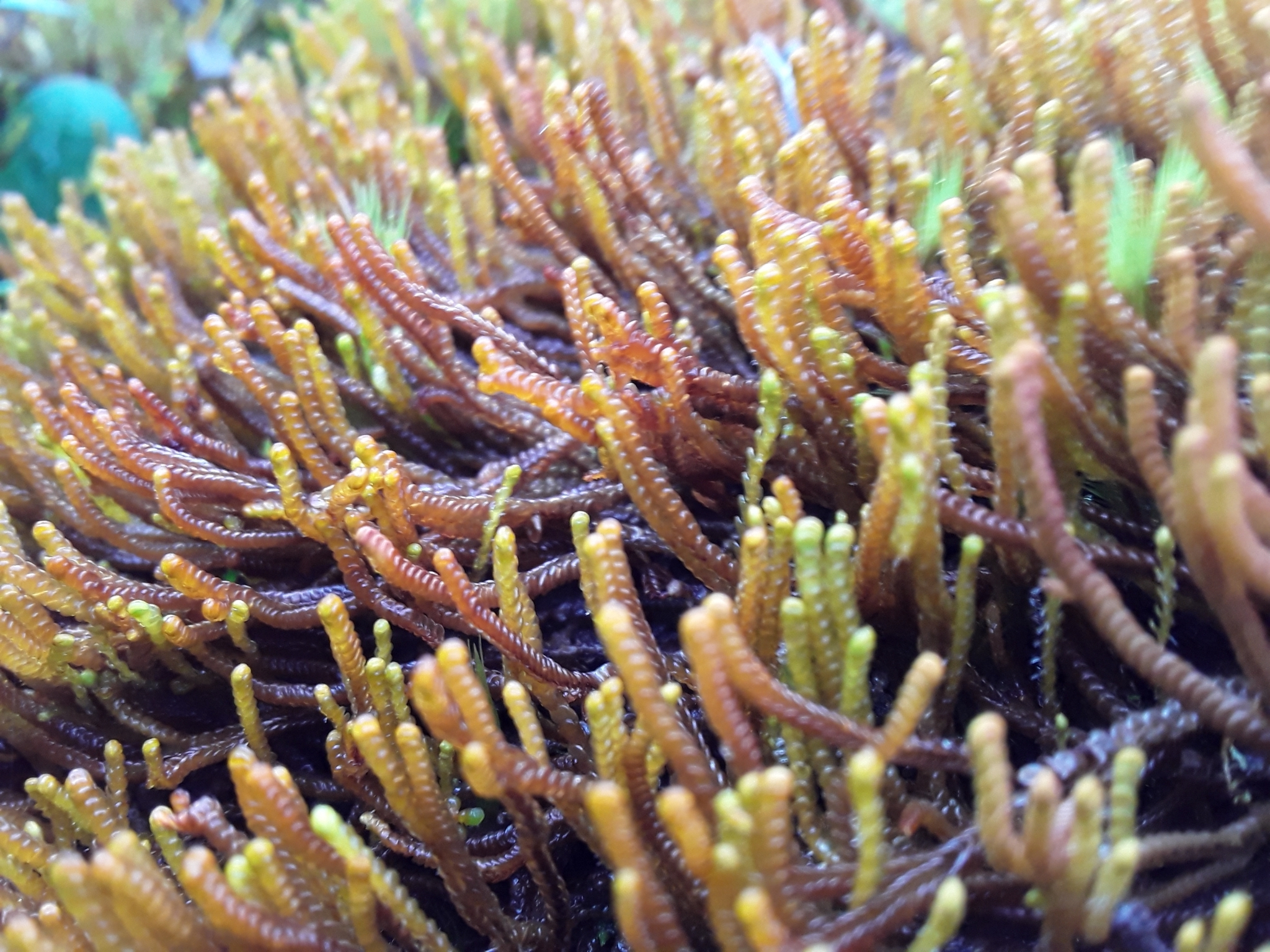Syzygiella rubricaulis