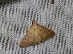 Crypsiptya coclesalis