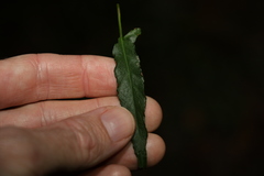 Convolvulus erubescens