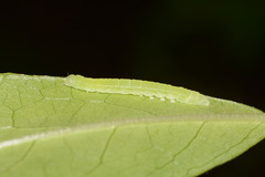 Morrisonia triangula