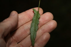 Convolvulus erubescens