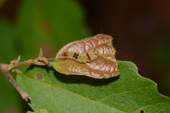 Acronicta hamamelis