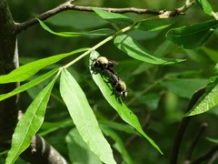 Laphria flavicollis