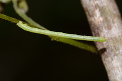 Eulithis diversilineata