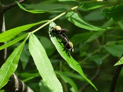 Laphria flavicollis