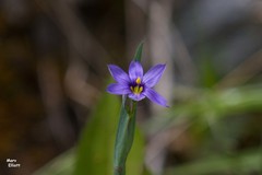 Sisyrinchium montanum