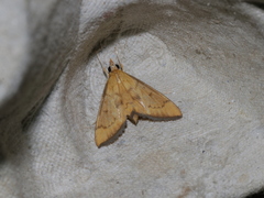 Thliptoceras sinensis