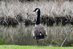 Branta canadensis