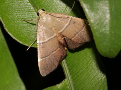 Stemmatophora flavicaput