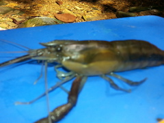 Macrobrachium carcinus