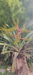 Aechmea ramosa