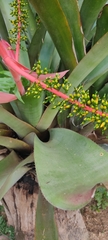Aechmea ramosa