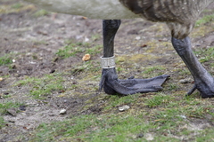 Branta canadensis