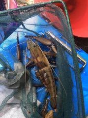 Macrobrachium carcinus