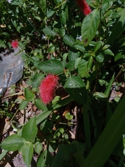 Image of Acalypha pendula