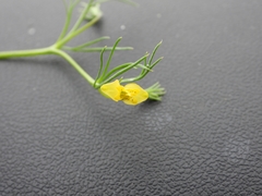 Hypericum drummondii