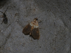 Agrotera