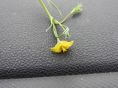 Hypericum drummondii