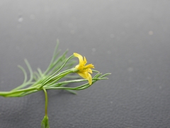 Hypericum drummondii