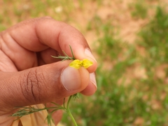 Hypericum drummondii