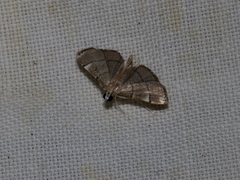 Cangetta hartoghialis