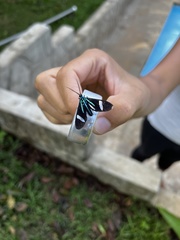 Mydromera notochloris