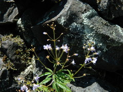 Tonella floribunda