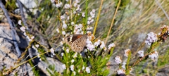 Torynesis hawequas