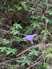 Ipomoea cairica