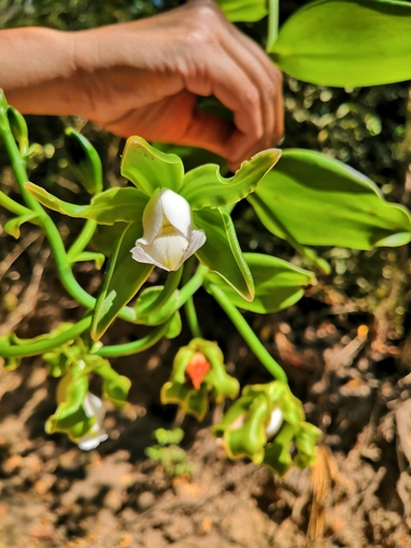 Image of Vanilla inodora by no rights reserved