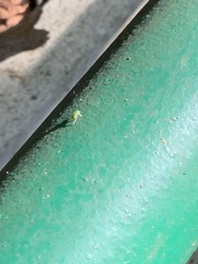 Arthropoda