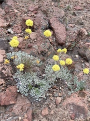 Eriogonum douglasii