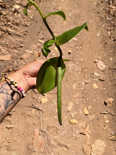 Image of Vanilla inodora by no rights reserved