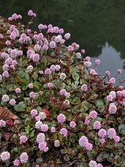 Persicaria capitata