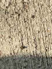 Diptera