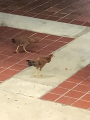 Gallus gallus domesticus