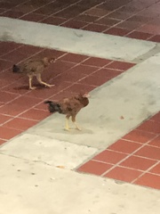 Gallus gallus domesticus