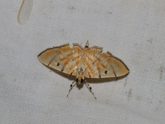 Notarcha tigrina