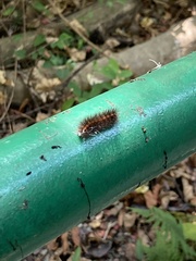 Erebidae
