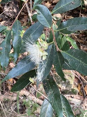 Erebidae