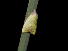 Doloessa viridis