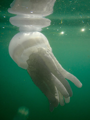 Catostylidae