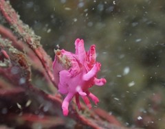 Okenia atkinsonorum